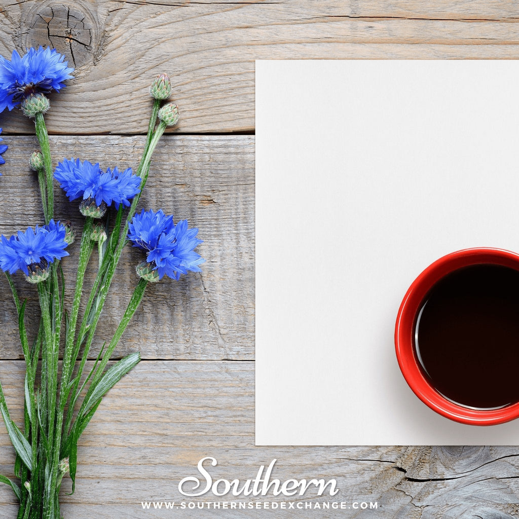 Tall Blue Cornflower – 100 Seeds Southern Seeds