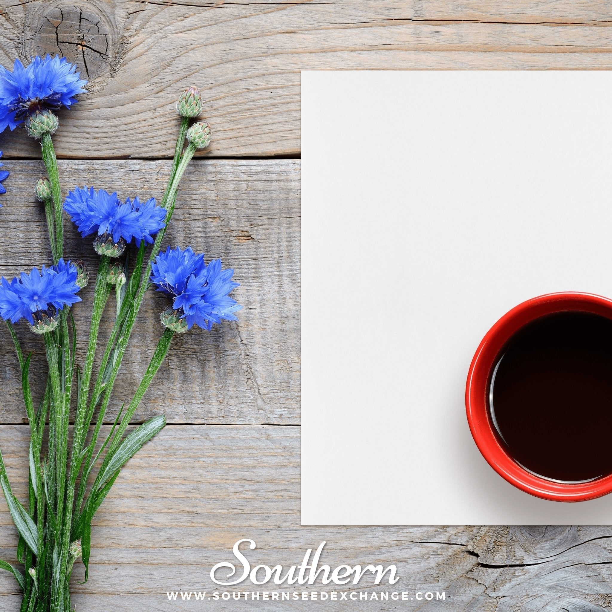 Tall Blue Cornflower – 100 Seeds Southern Seeds
