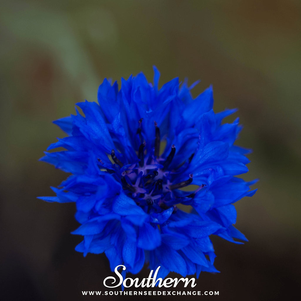 Tall Blue Cornflower – 100 Seeds Southern Seeds