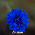 Tall Blue Cornflower – 100 Seeds Southern Seeds