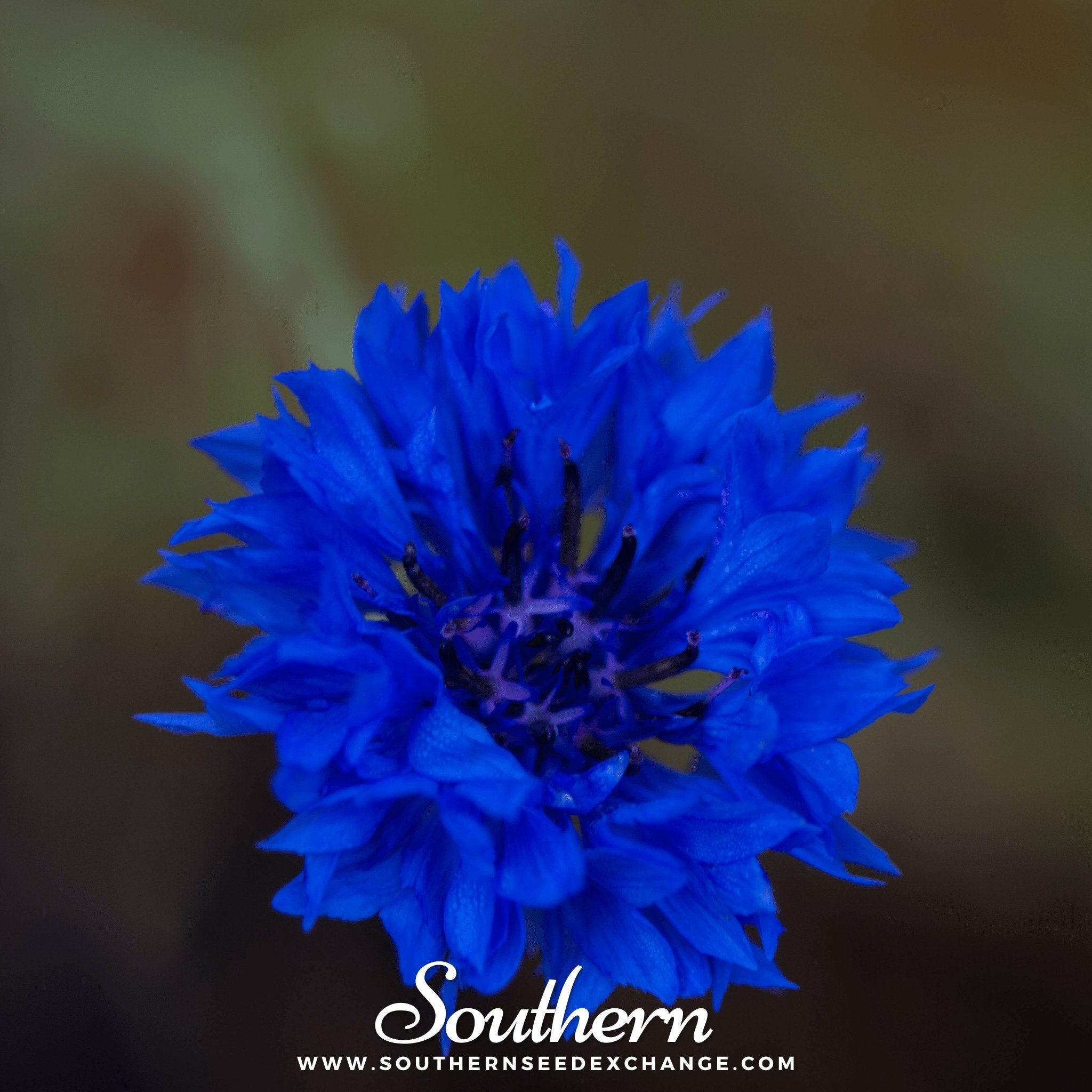Tall Blue Cornflower – 100 Seeds Southern Seeds
