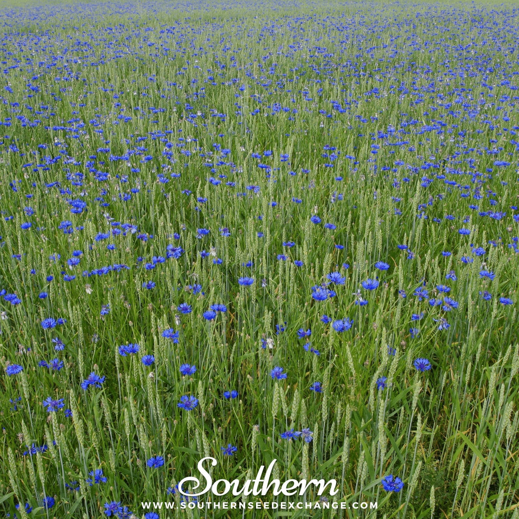 Tall Blue Cornflower – 100 Seeds Southern Seeds