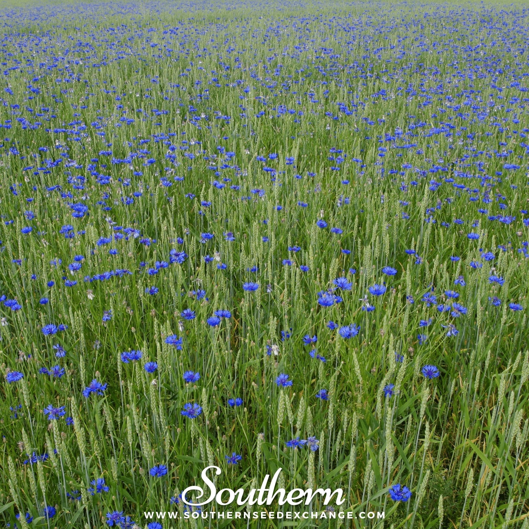 Tall Blue Cornflower – 100 Seeds Southern Seeds