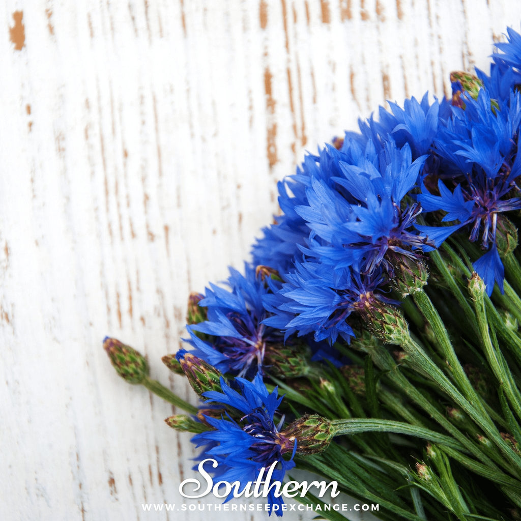 Tall Blue Cornflower – 100 Seeds Southern Seeds