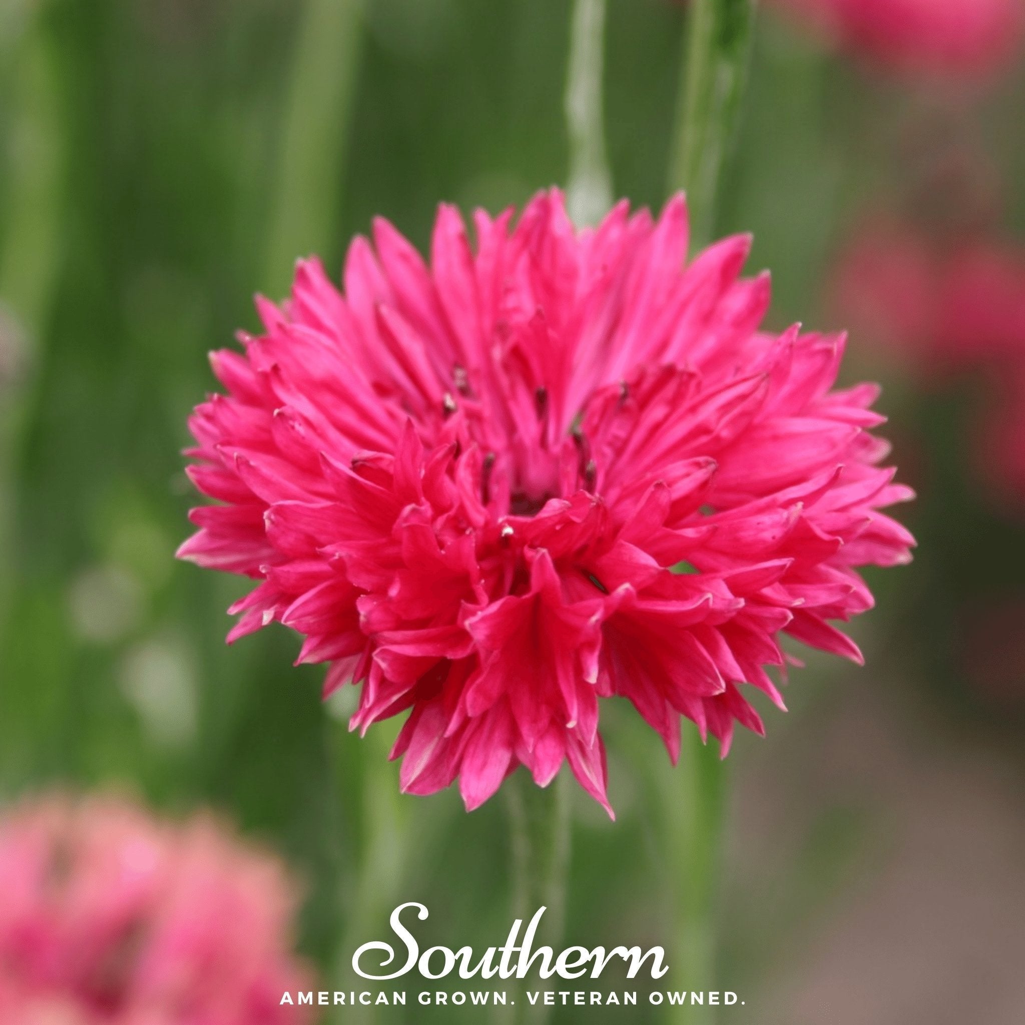 Tall Red Cornflower – 50 Seeds Southern Seeds