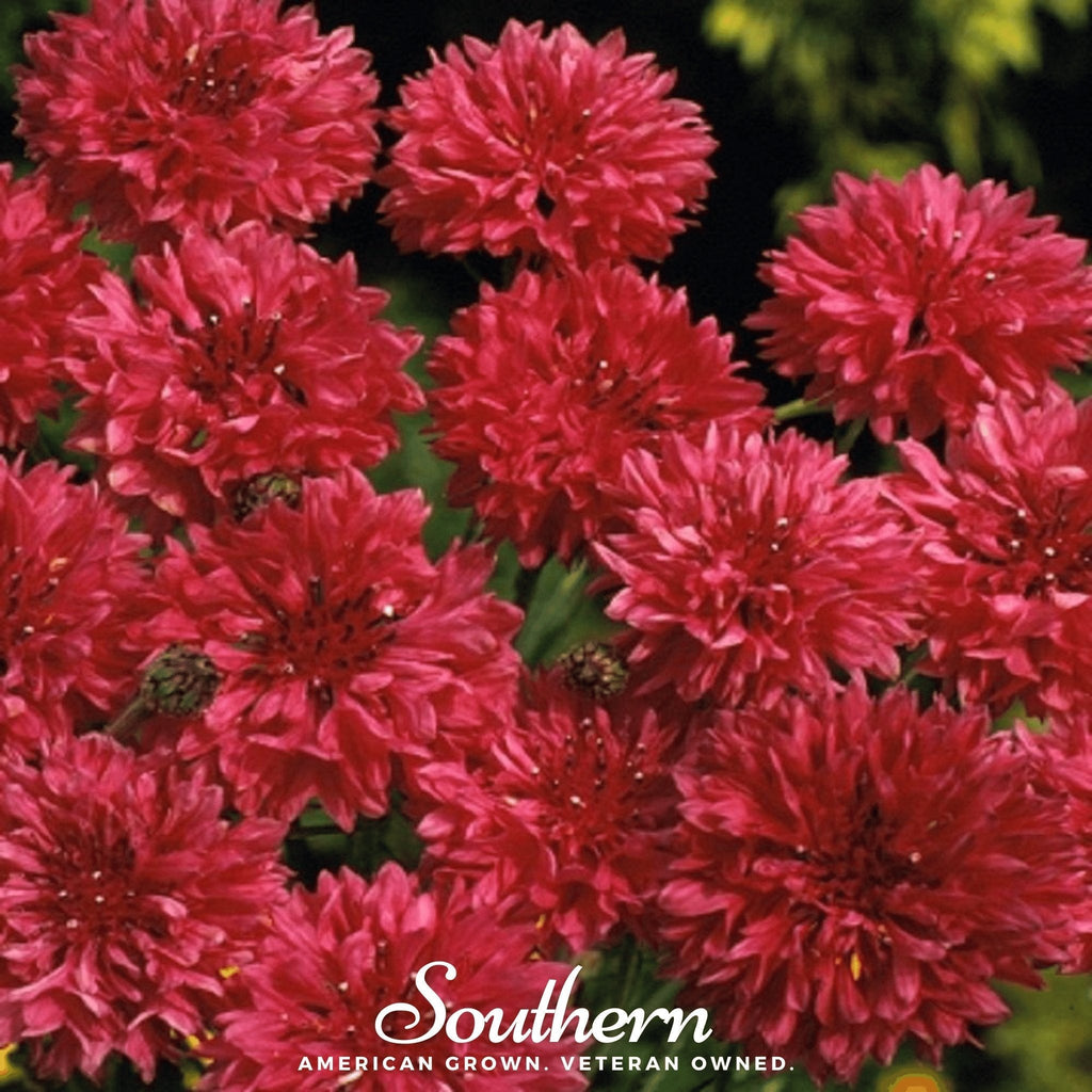 Tall Red Cornflower – 50 Seeds Southern Seeds