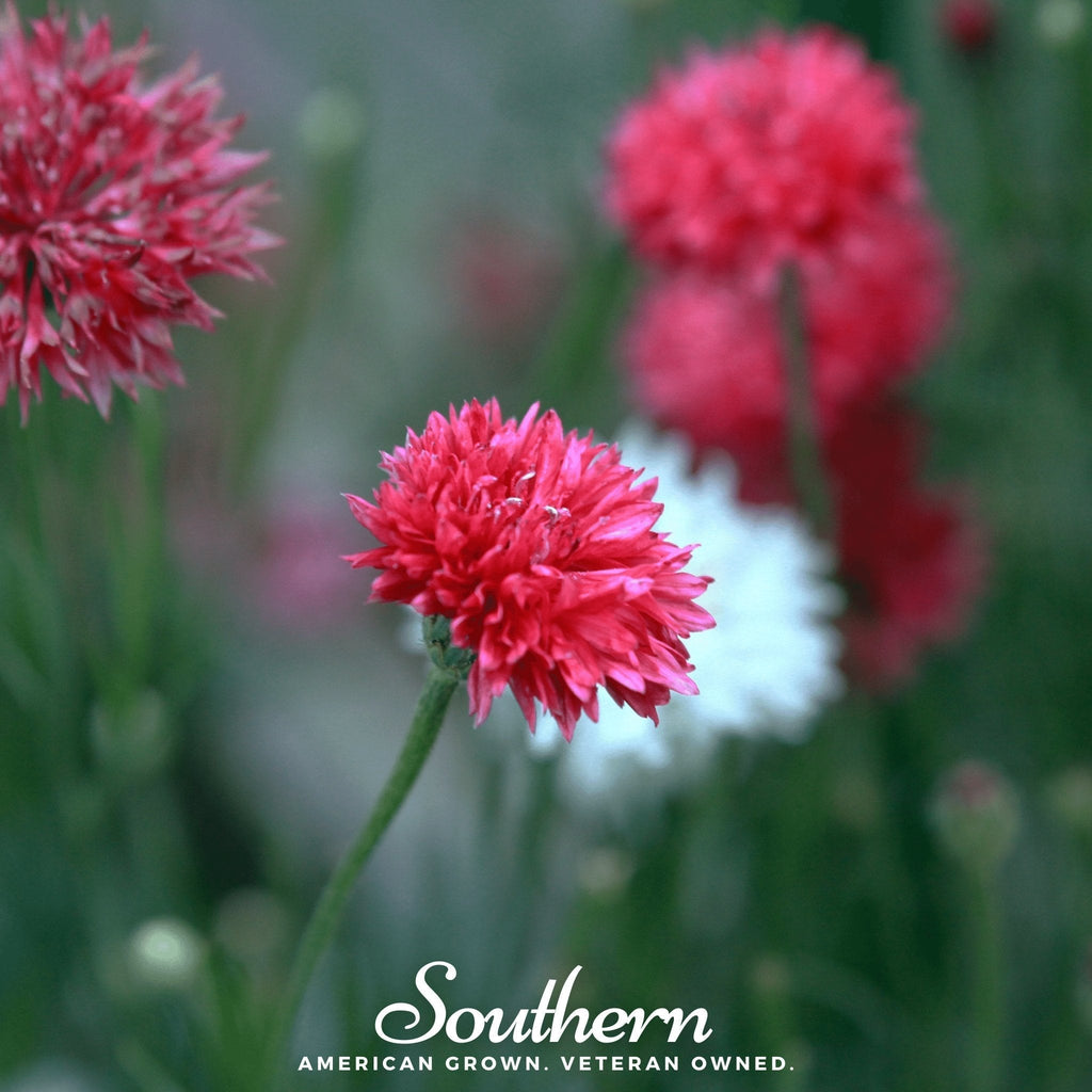 Tall Red Cornflower – 50 Seeds Southern Seeds