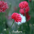 Tall Red Cornflower – 50 Seeds Southern Seeds