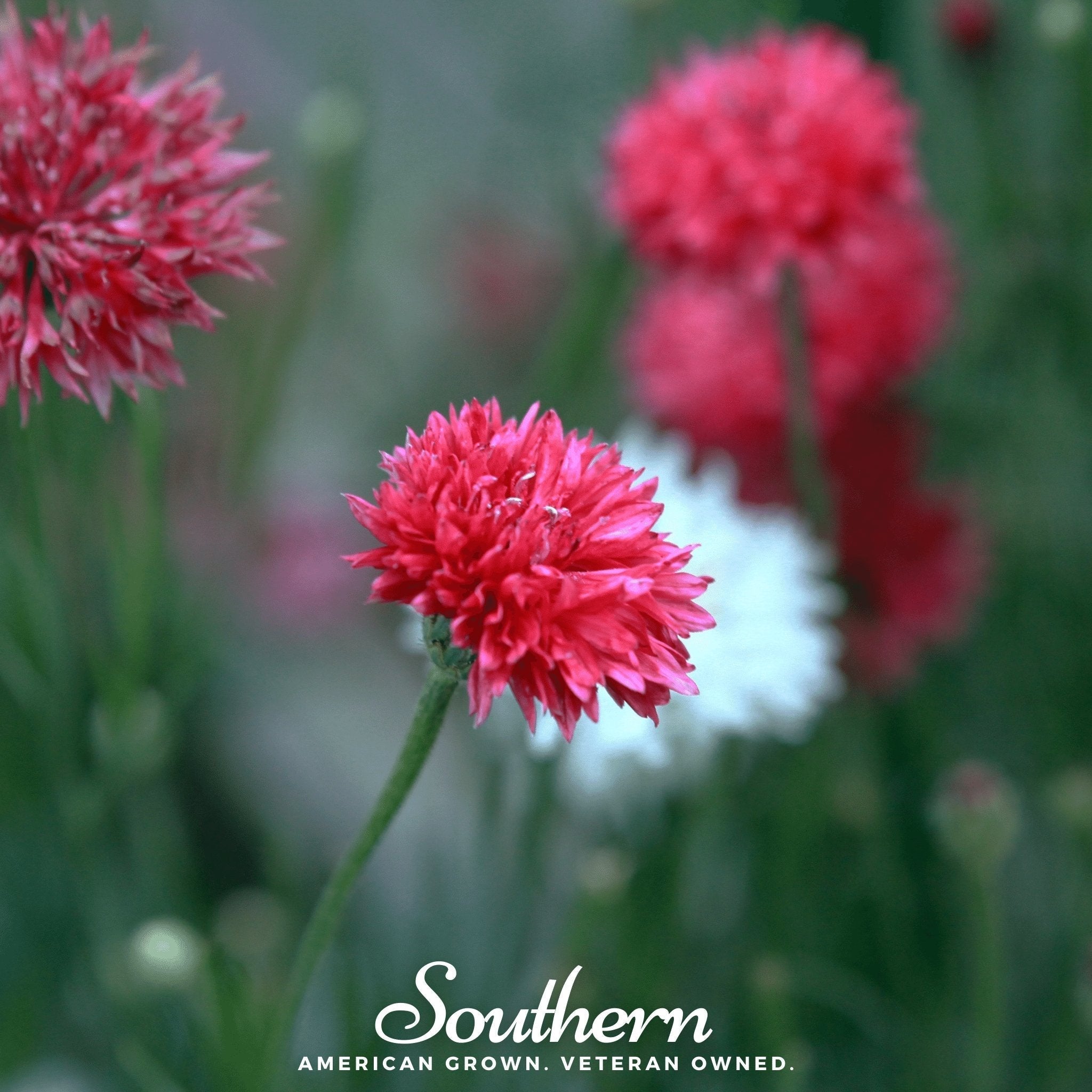 Tall Red Cornflower – 50 Seeds Southern Seeds