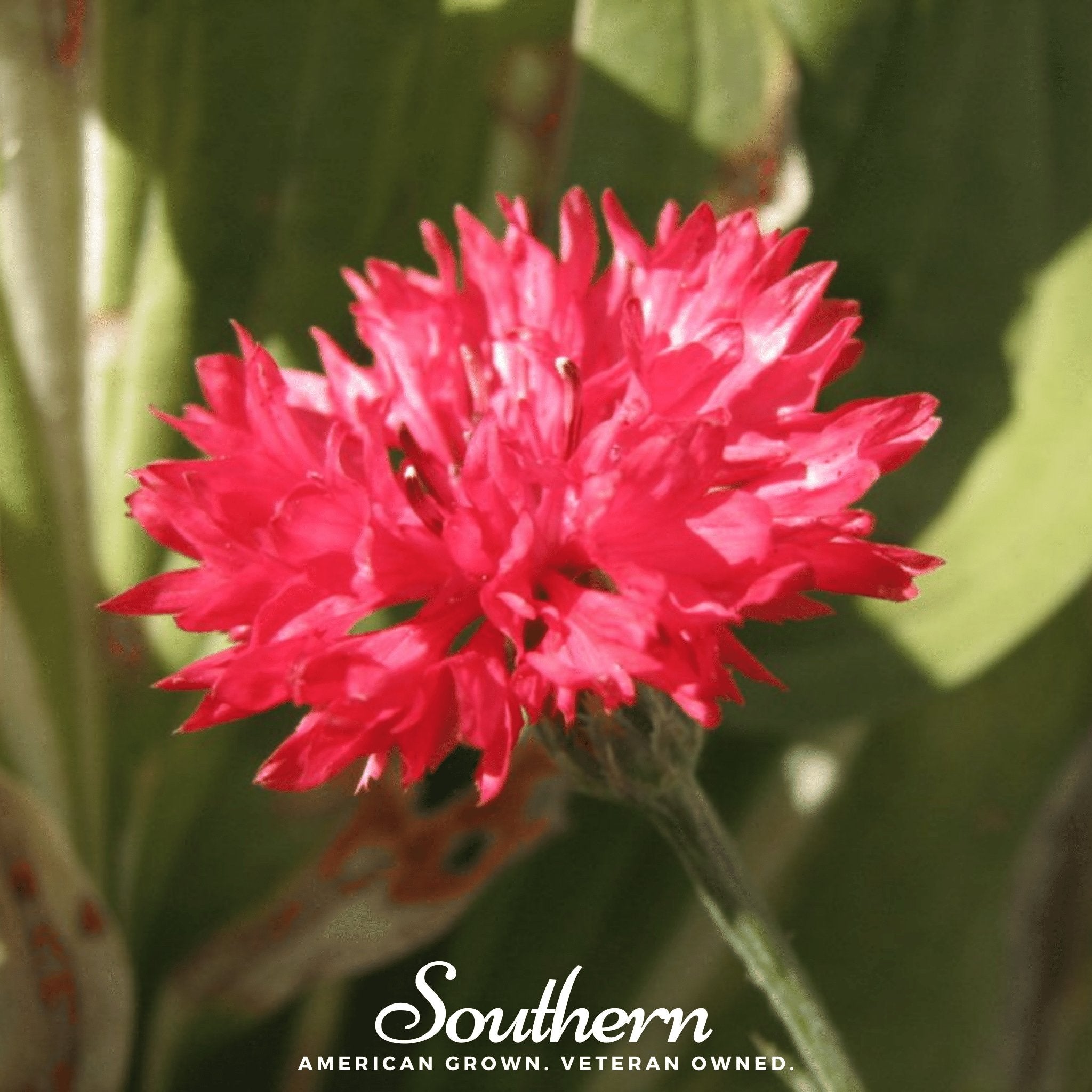 Tall Red Cornflower – 50 Seeds Southern Seeds