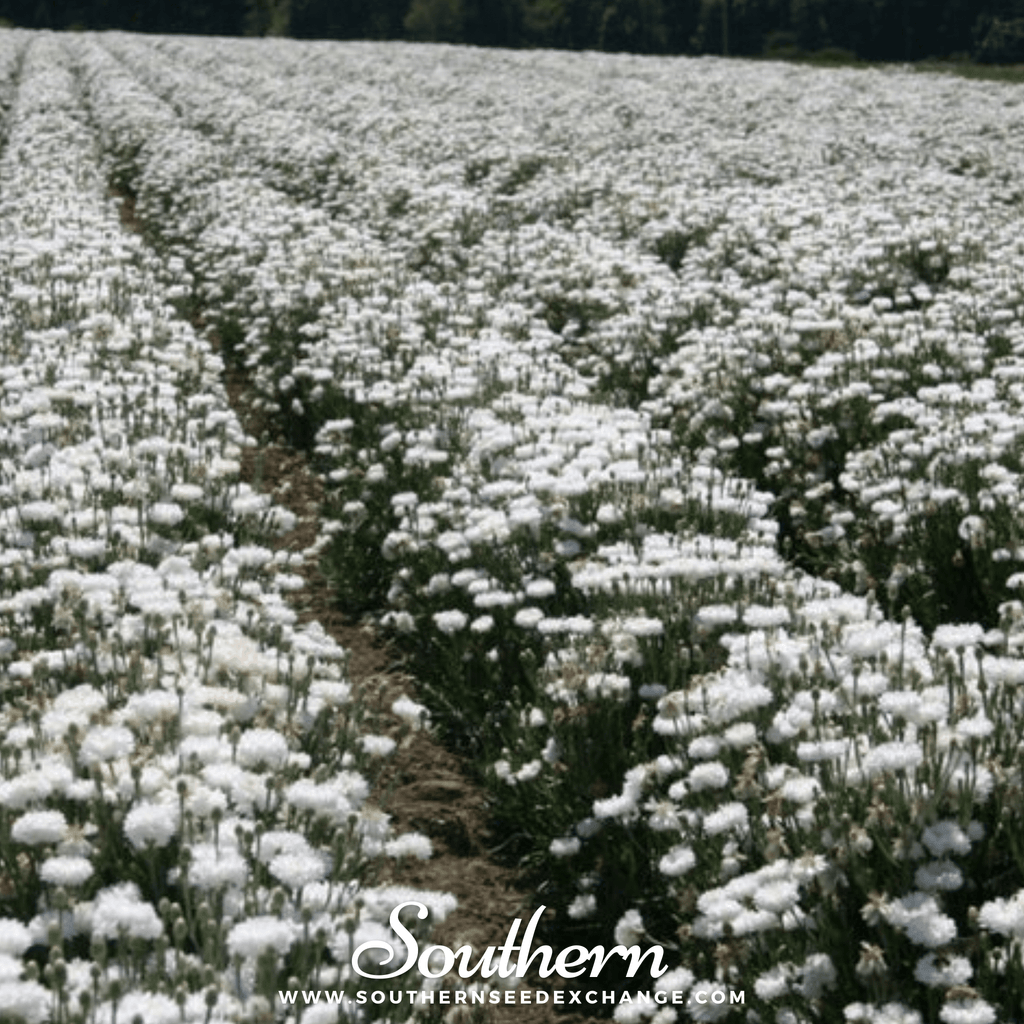 Tall White Cornflower – 100 Seeds Southern Seeds