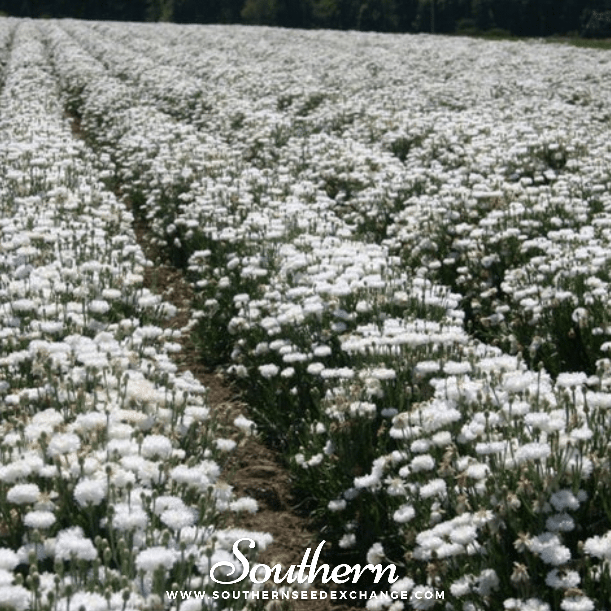 Tall White Cornflower – 100 Seeds Southern Seeds