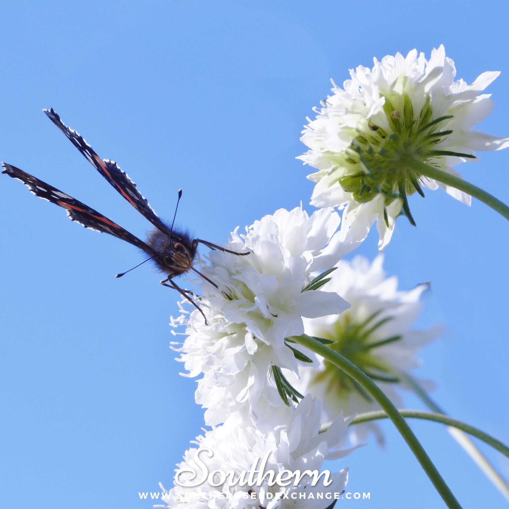 Tall White Cornflower – 100 Seeds Southern Seeds