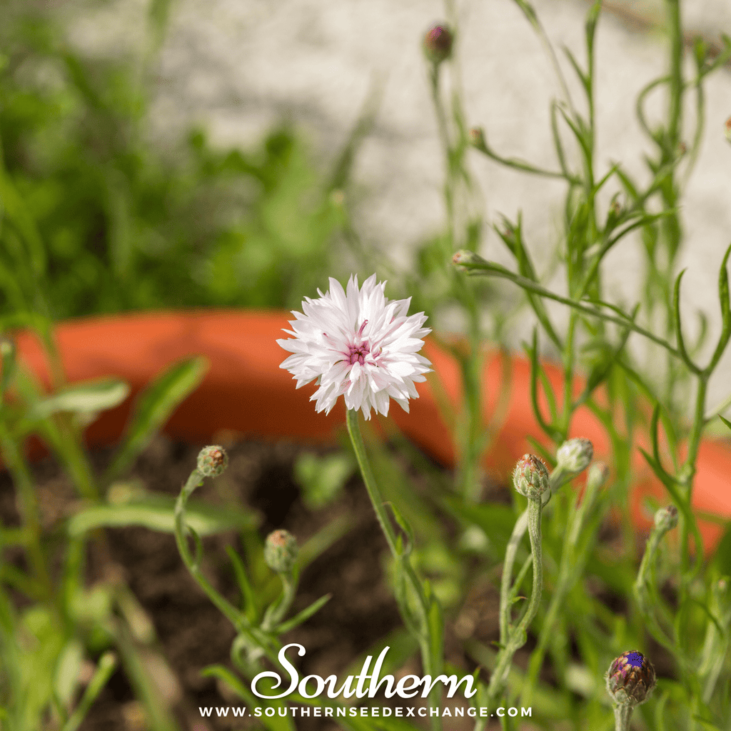 Tall White Cornflower – 100 Seeds Southern Seeds