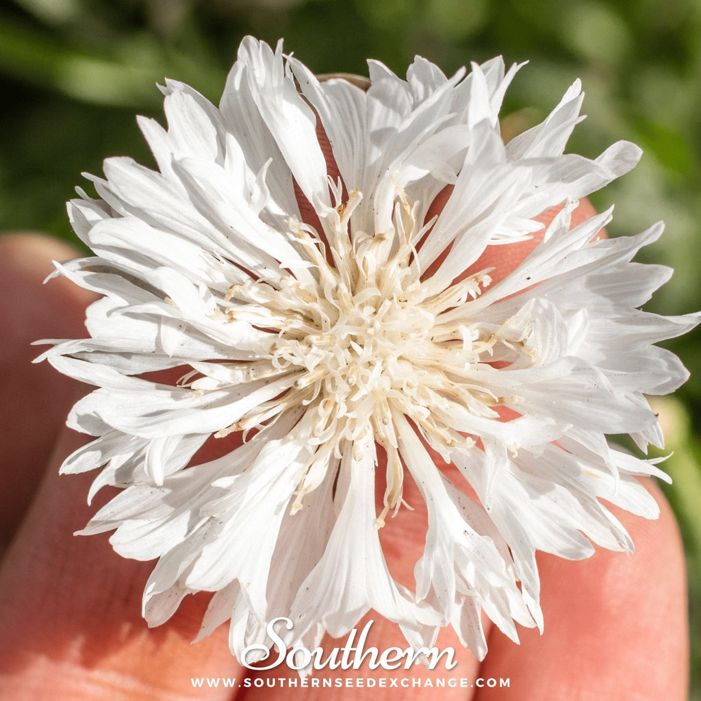 Tall White Cornflower – 100 Seeds Southern Seeds