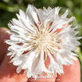 Tall White Cornflower – 100 Seeds Southern Seeds