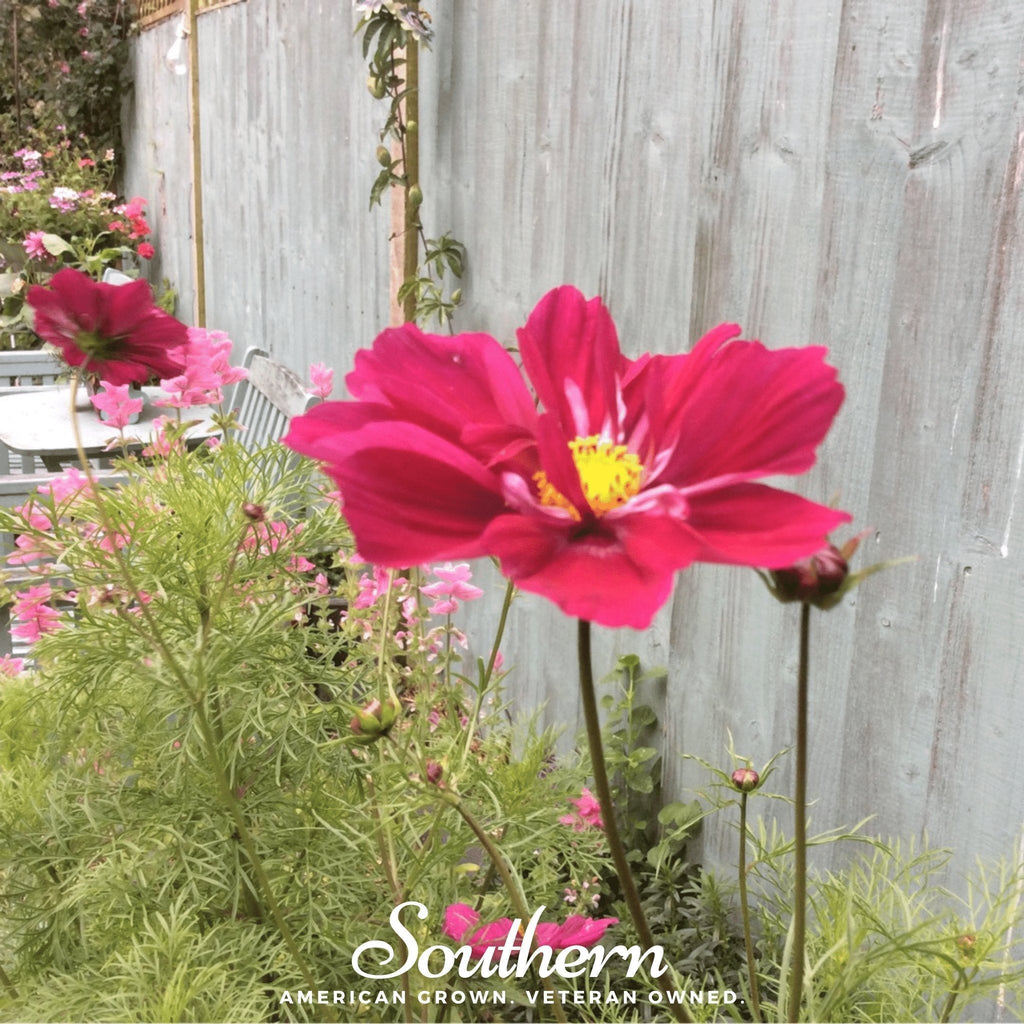 Dazzler Cosmos – 100 Seeds Southern Seeds