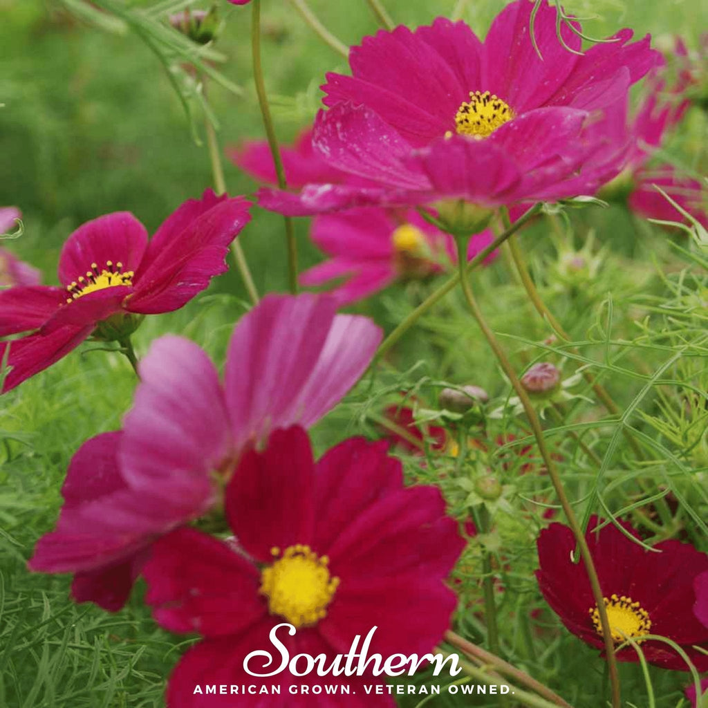 Dazzler Cosmos – 100 Seeds Southern Seeds
