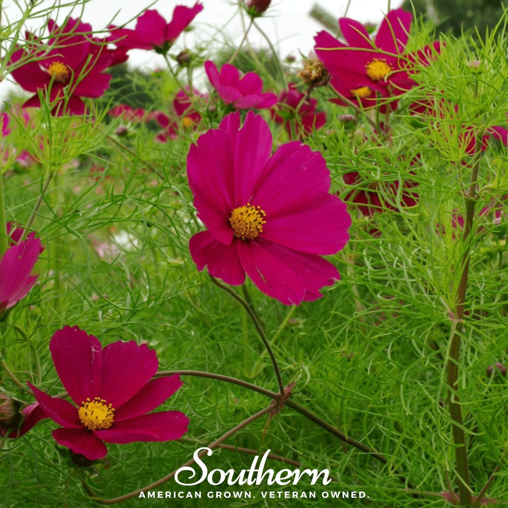 Dazzler Cosmos – 100 Seeds Southern Seeds