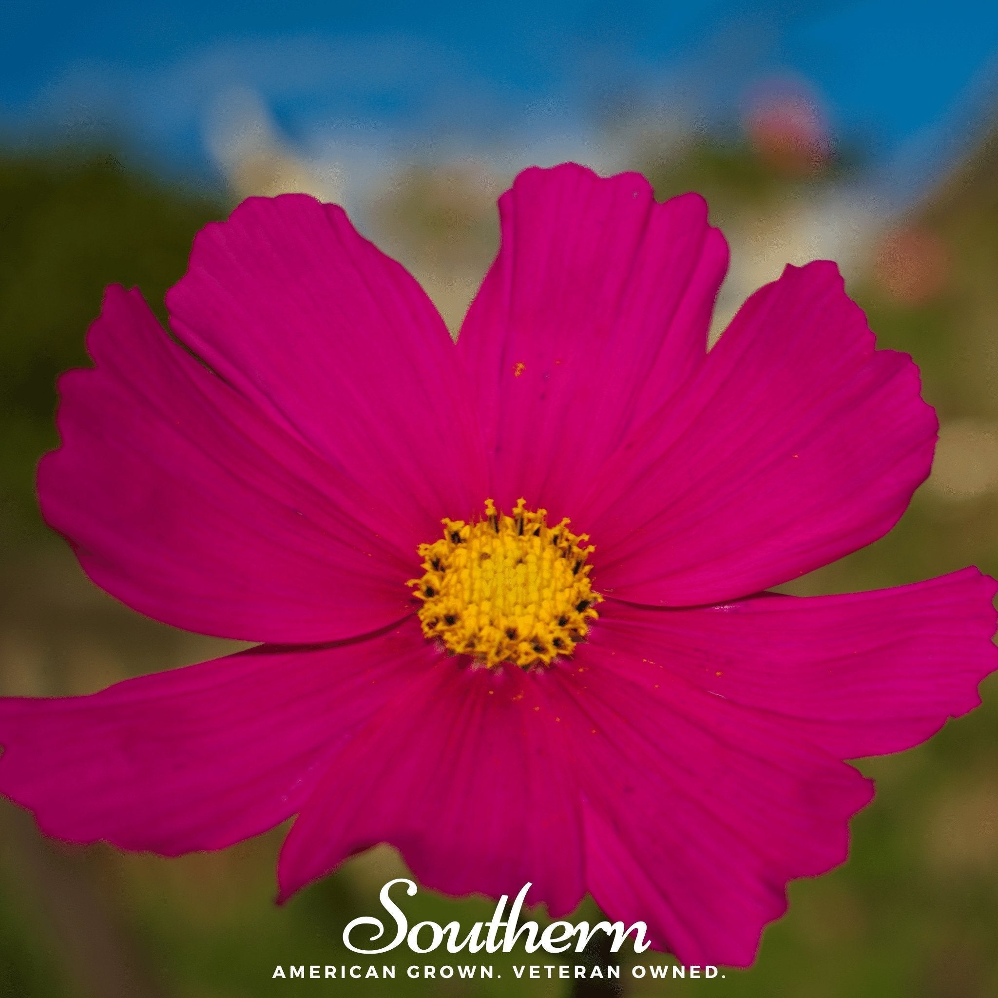 Dazzler Cosmos – 100 Seeds Southern Seeds