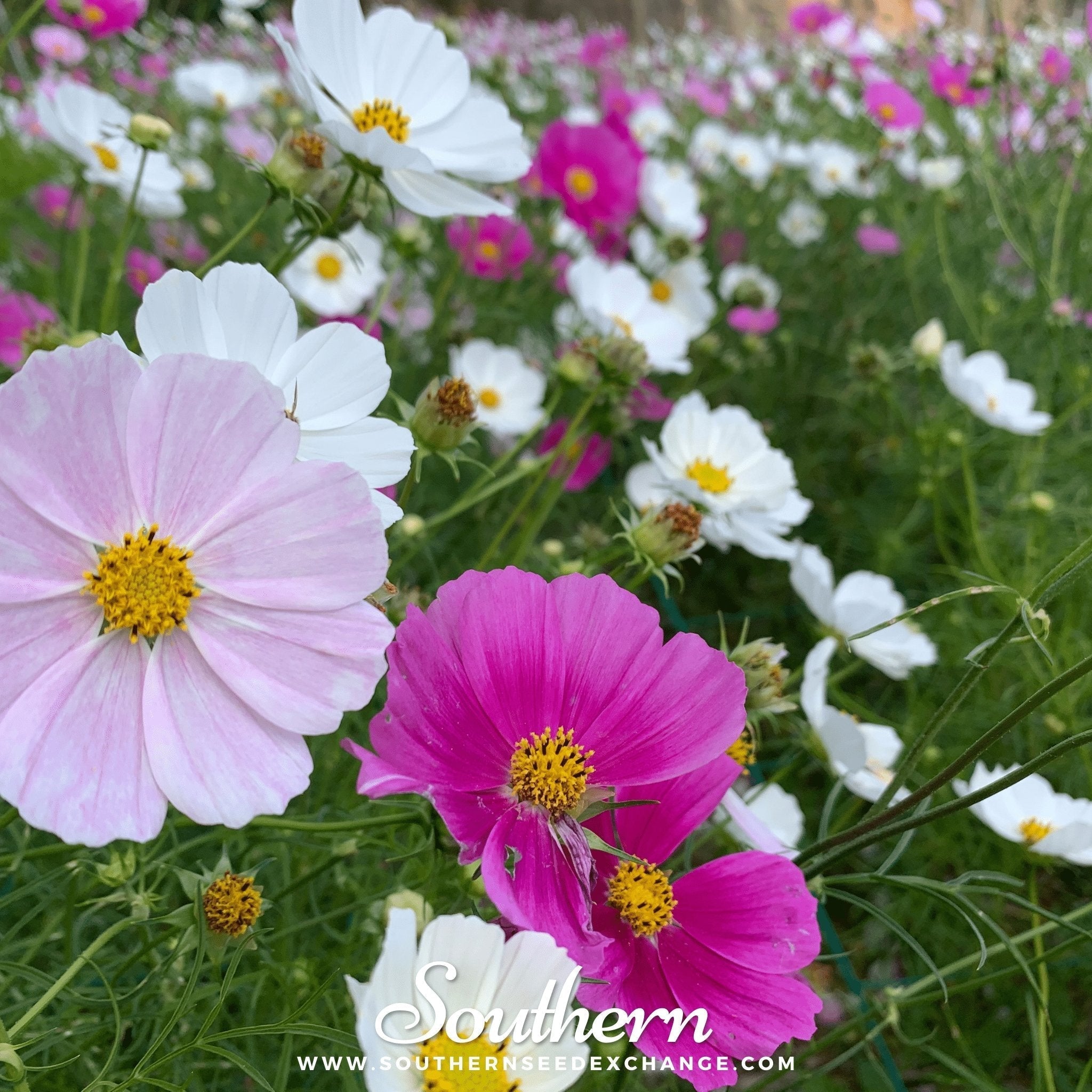 Dwarf Cosmos Mix – 100 Seeds Southern Seeds