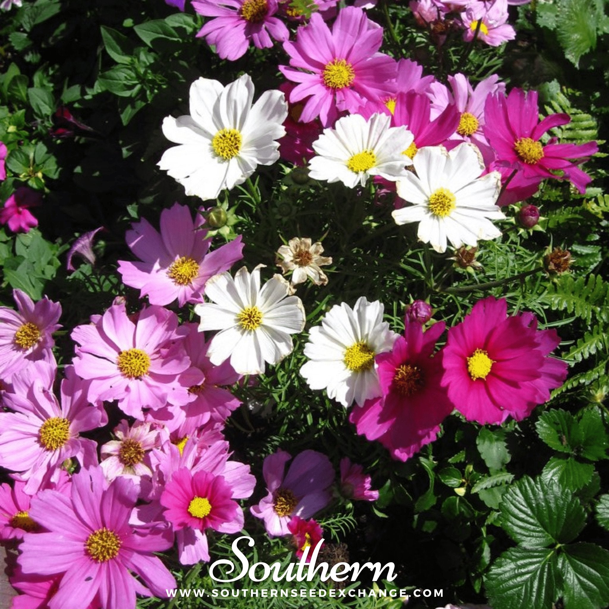 Dwarf Cosmos Mix – 100 Seeds Southern Seeds