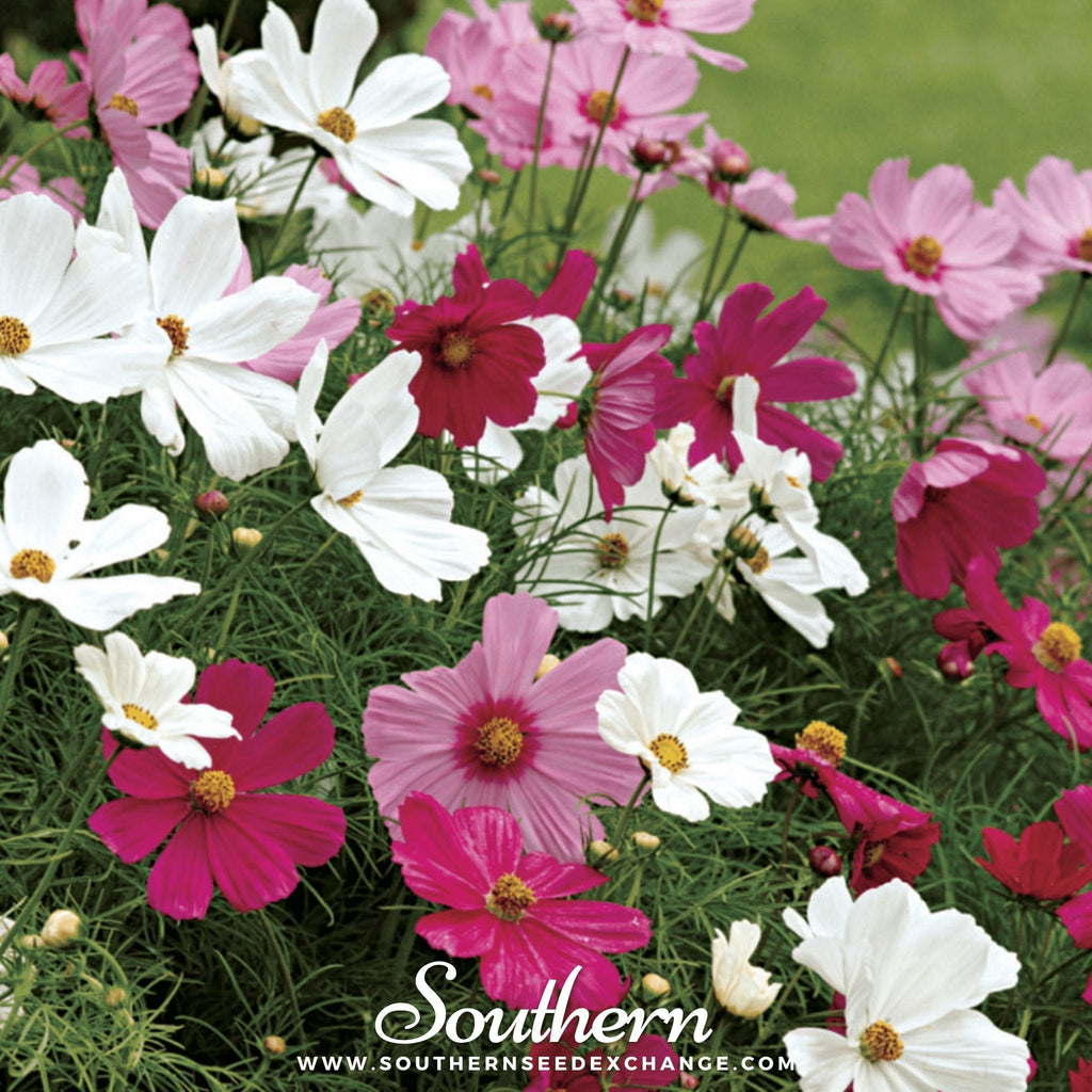 Dwarf Cosmos Mix – 100 Seeds Southern Seeds