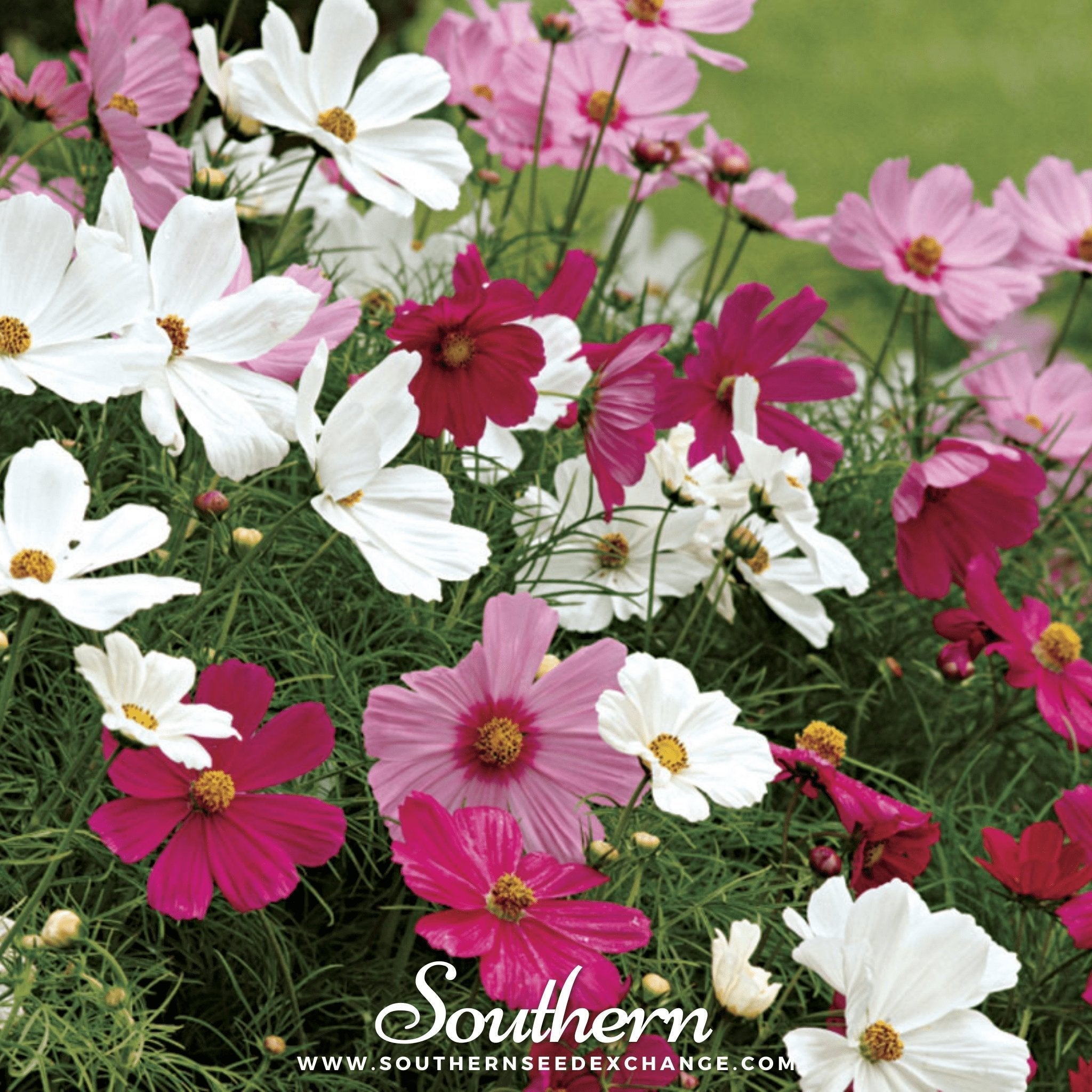 Dwarf Cosmos Mix – 100 Seeds Southern Seeds