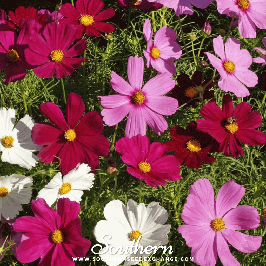 Dwarf Cosmos Mix – 100 Seeds Southern Seeds