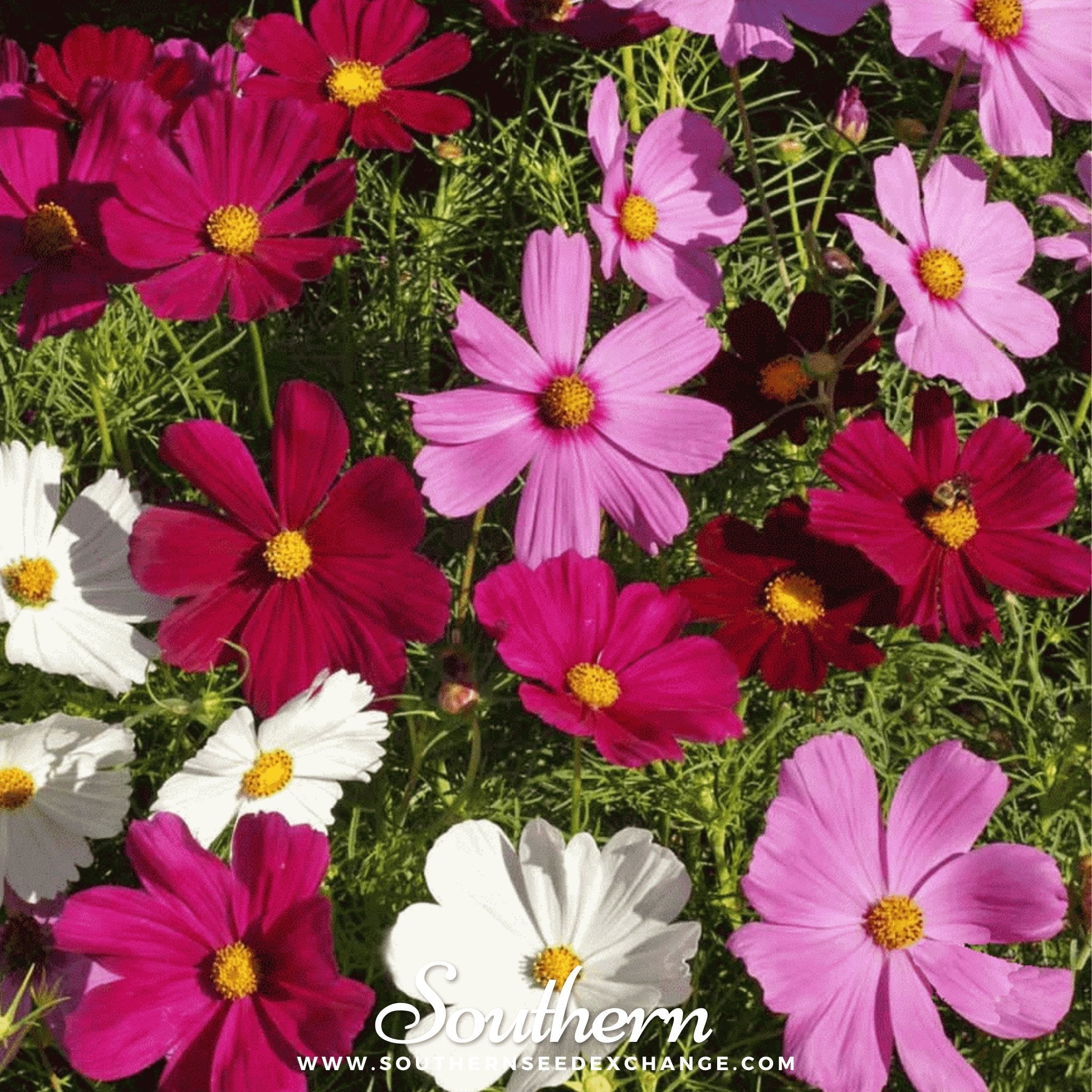 Dwarf Cosmos Mix – 100 Seeds Southern Seeds