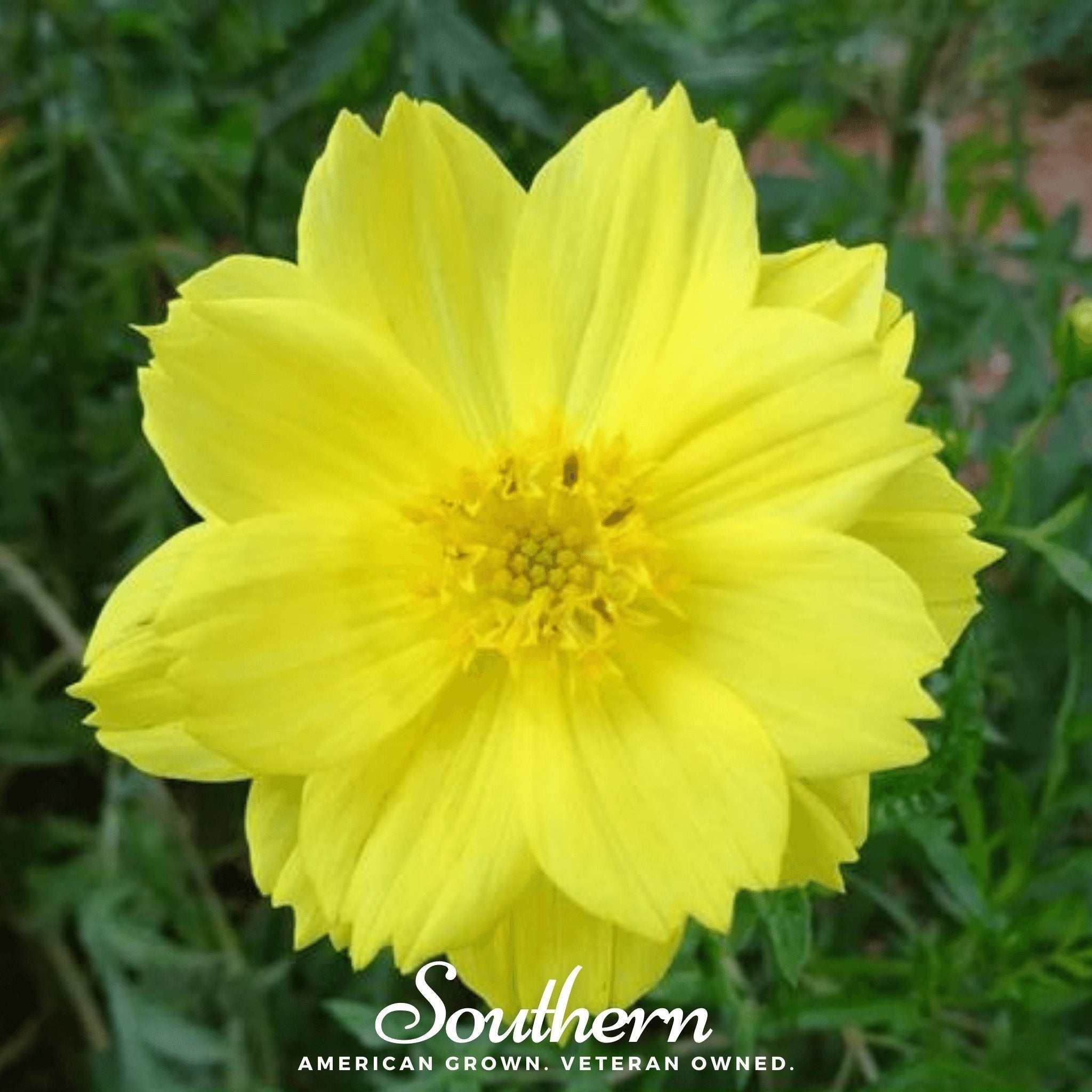 Lemon Sulphur Dwarf Cosmos – 100 Seeds Southern Seeds