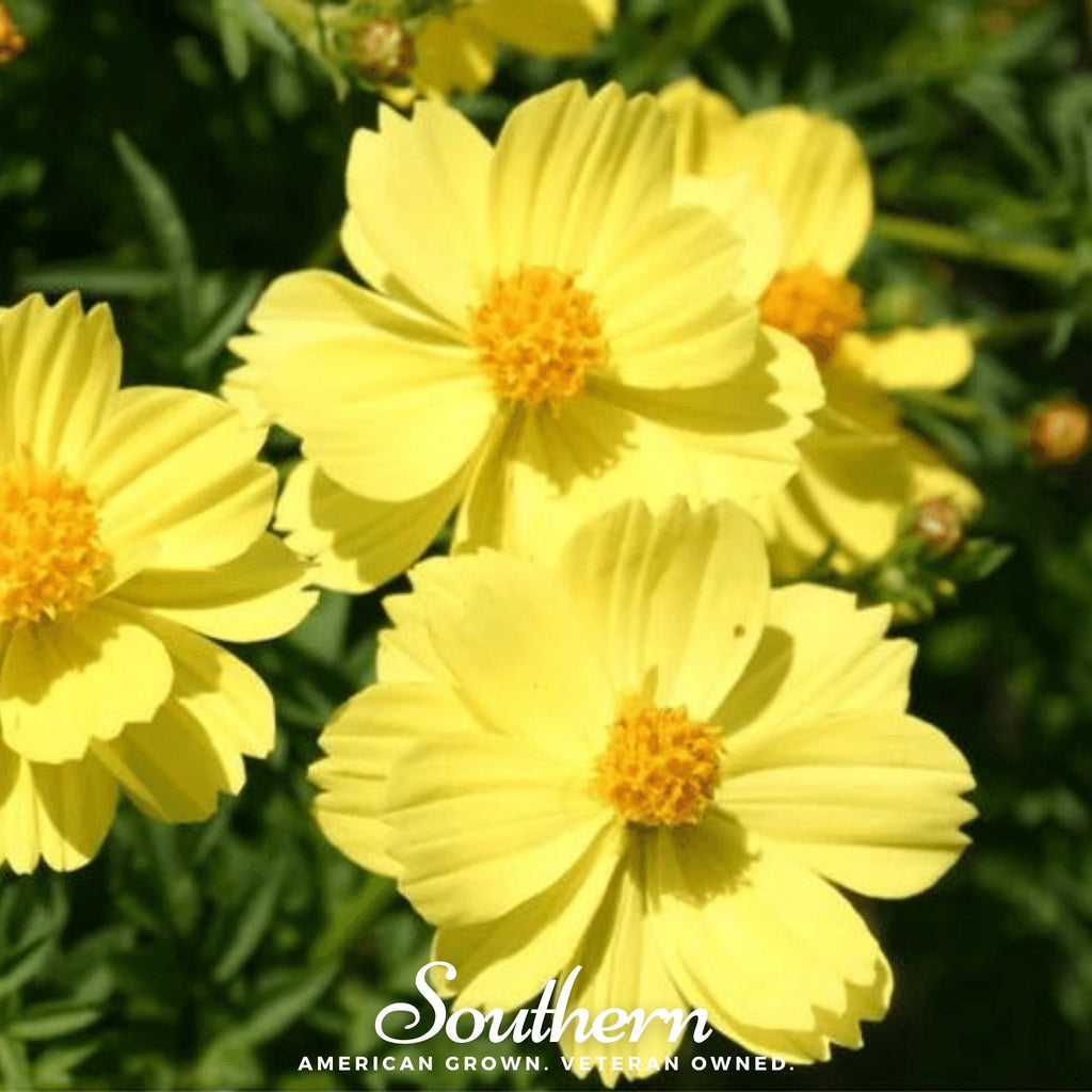 Lemon Sulphur Dwarf Cosmos – 100 Seeds Southern Seeds