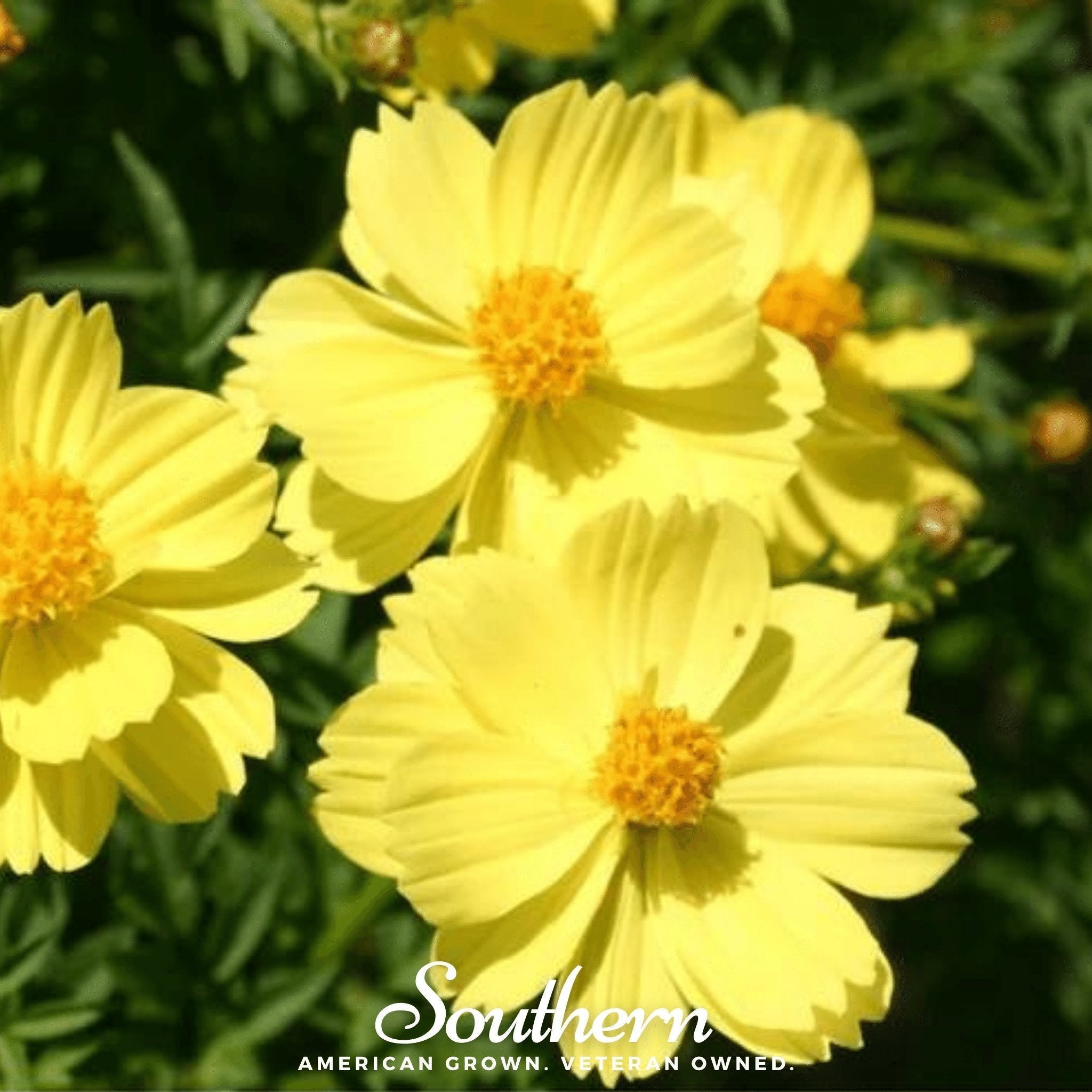 Lemon Sulphur Dwarf Cosmos – 100 Seeds Southern Seeds