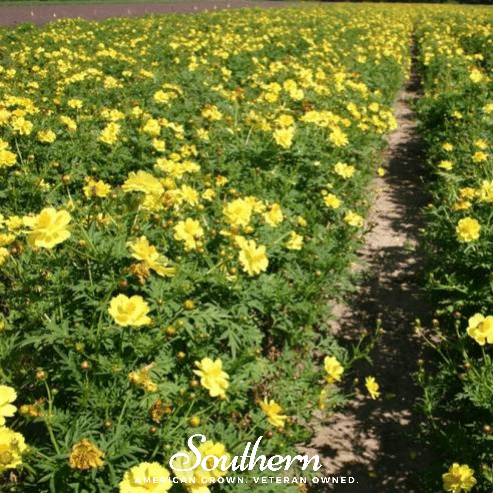 Lemon Sulphur Dwarf Cosmos – 100 Seeds Southern Seeds