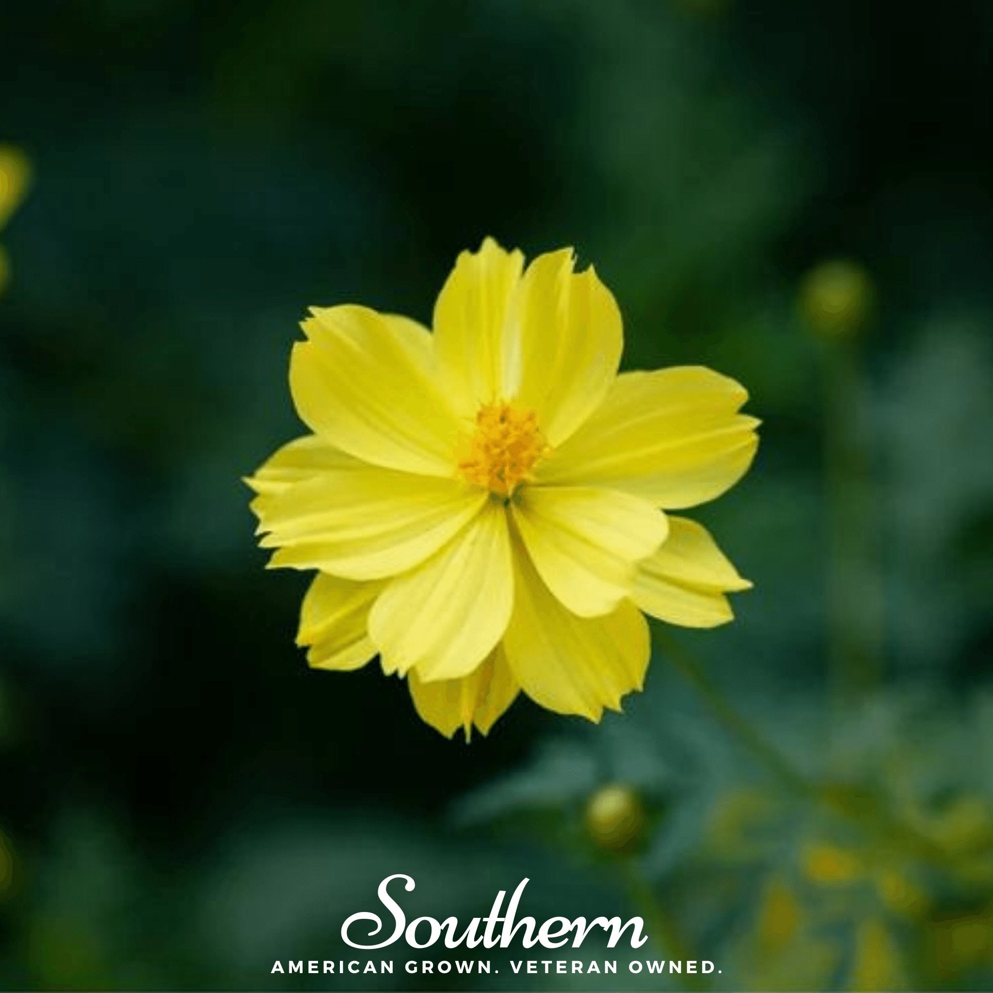 Lemon Sulphur Dwarf Cosmos – 100 Seeds Southern Seeds