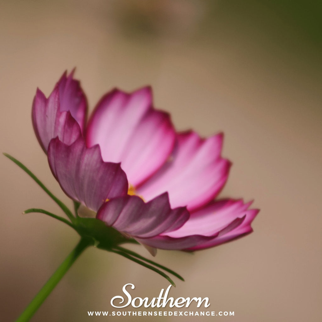 Picotee Cosmos – 100 Seeds Southern Seeds