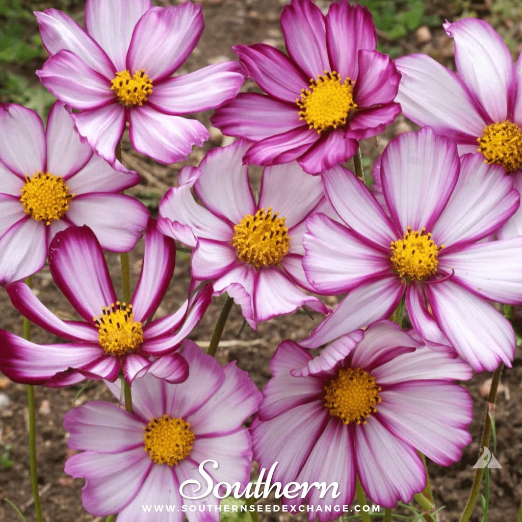 Picotee Cosmos – 100 Seeds Southern Seeds
