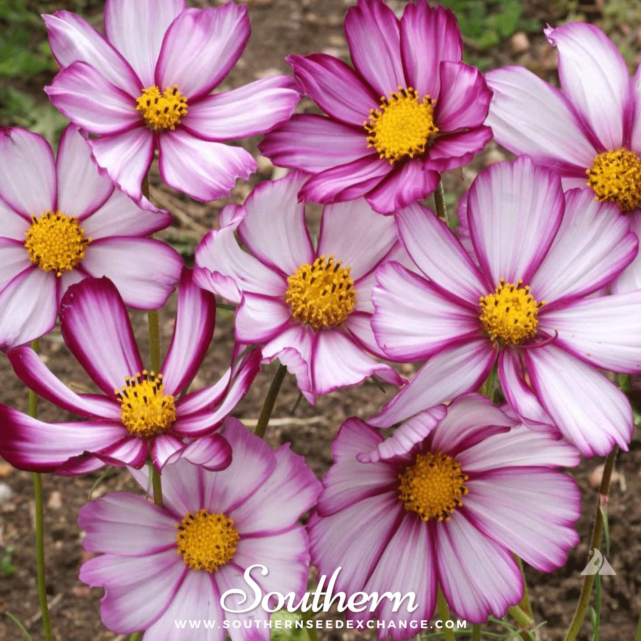 Picotee Cosmos – 100 Seeds Southern Seeds