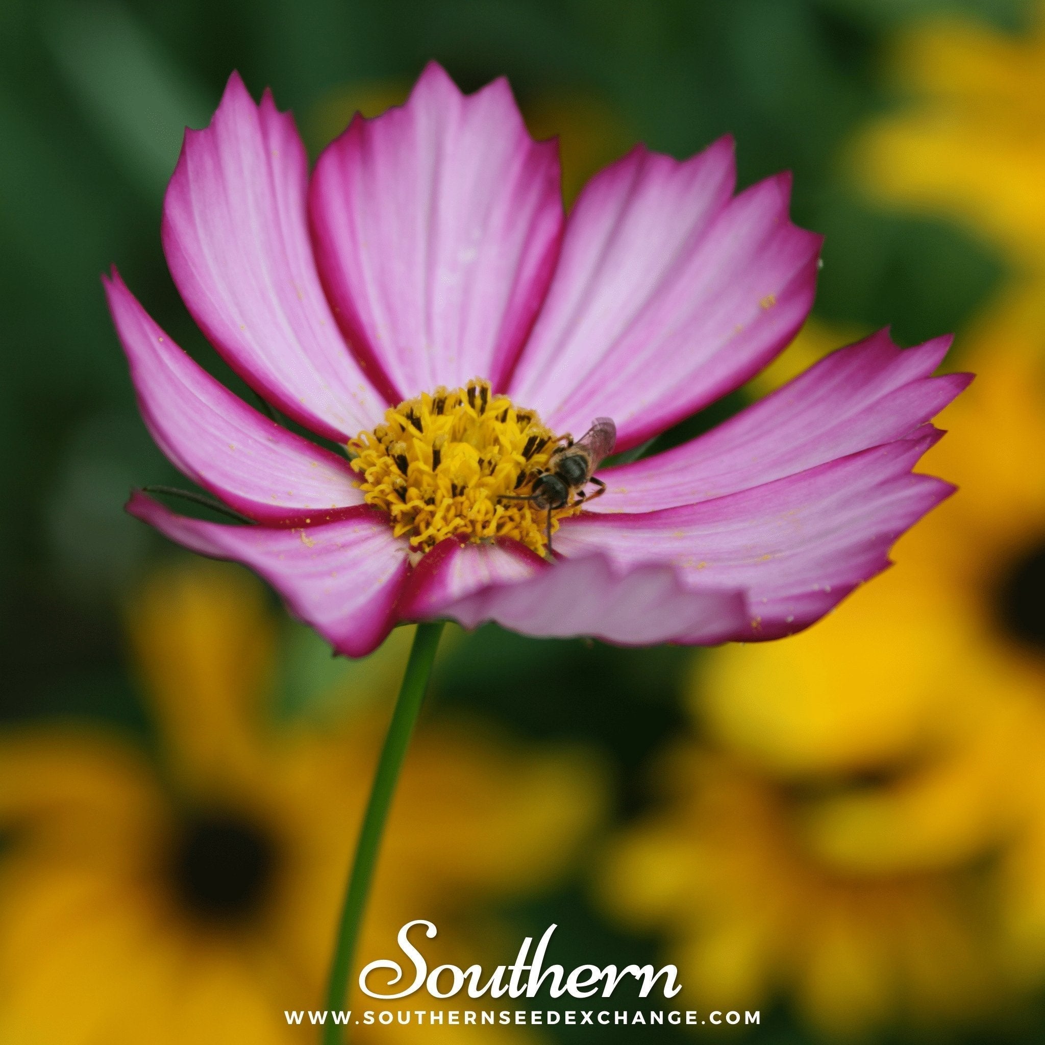 Picotee Cosmos – 100 Seeds Southern Seeds