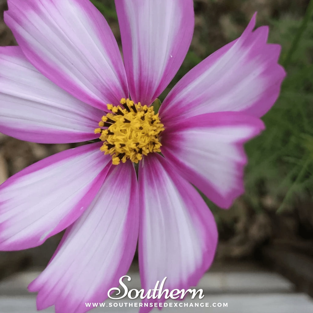 Picotee Cosmos – 100 Seeds Southern Seeds