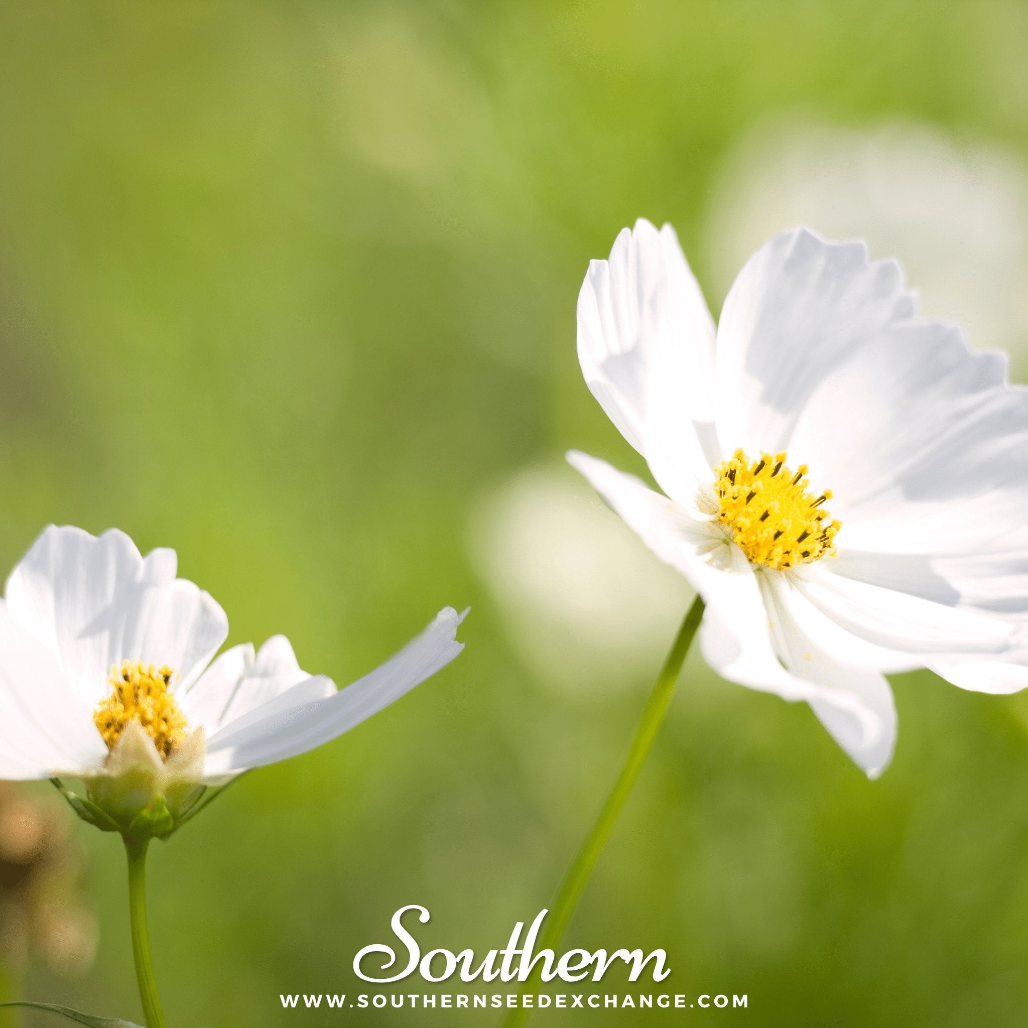 Purity Cosmos – 100 Seeds Southern Seeds
