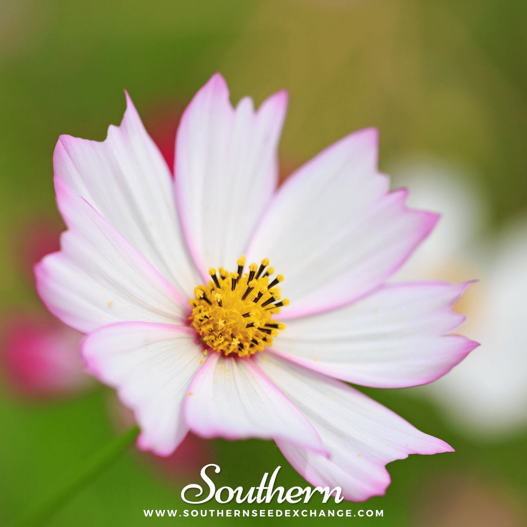 Purity Cosmos – 100 Seeds Southern Seeds
