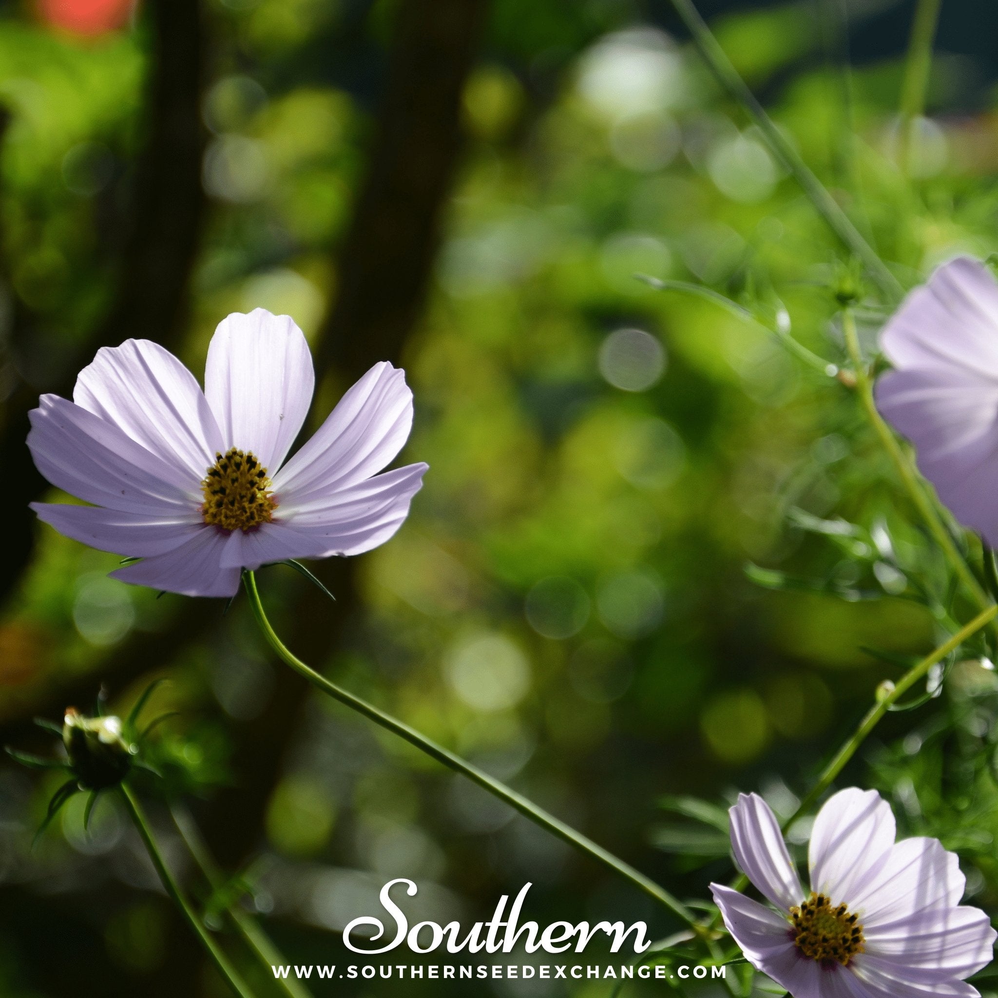 Purity Cosmos – 100 Seeds Southern Seeds