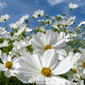 Purity Cosmos – 100 Seeds Southern Seeds