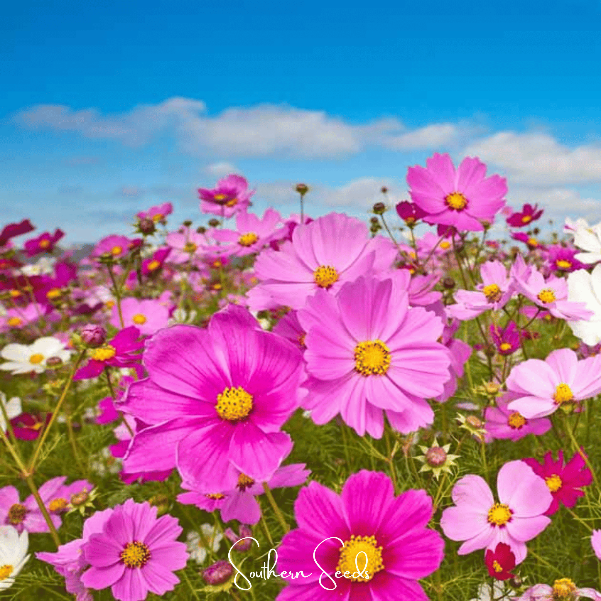 Radiance Cosmos – 100 Seeds Southern Seeds