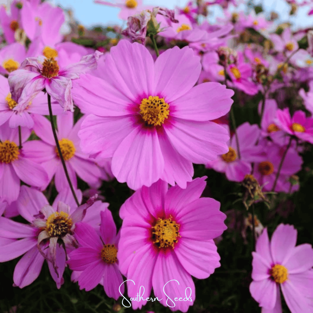 Radiance Cosmos – 100 Seeds Southern Seeds
