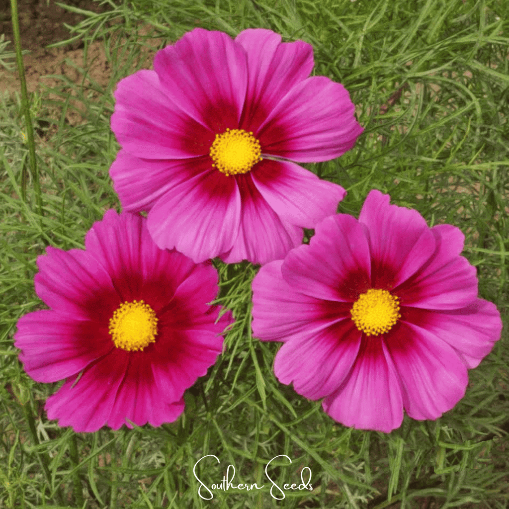 Radiance Cosmos – 100 Seeds Southern Seeds
