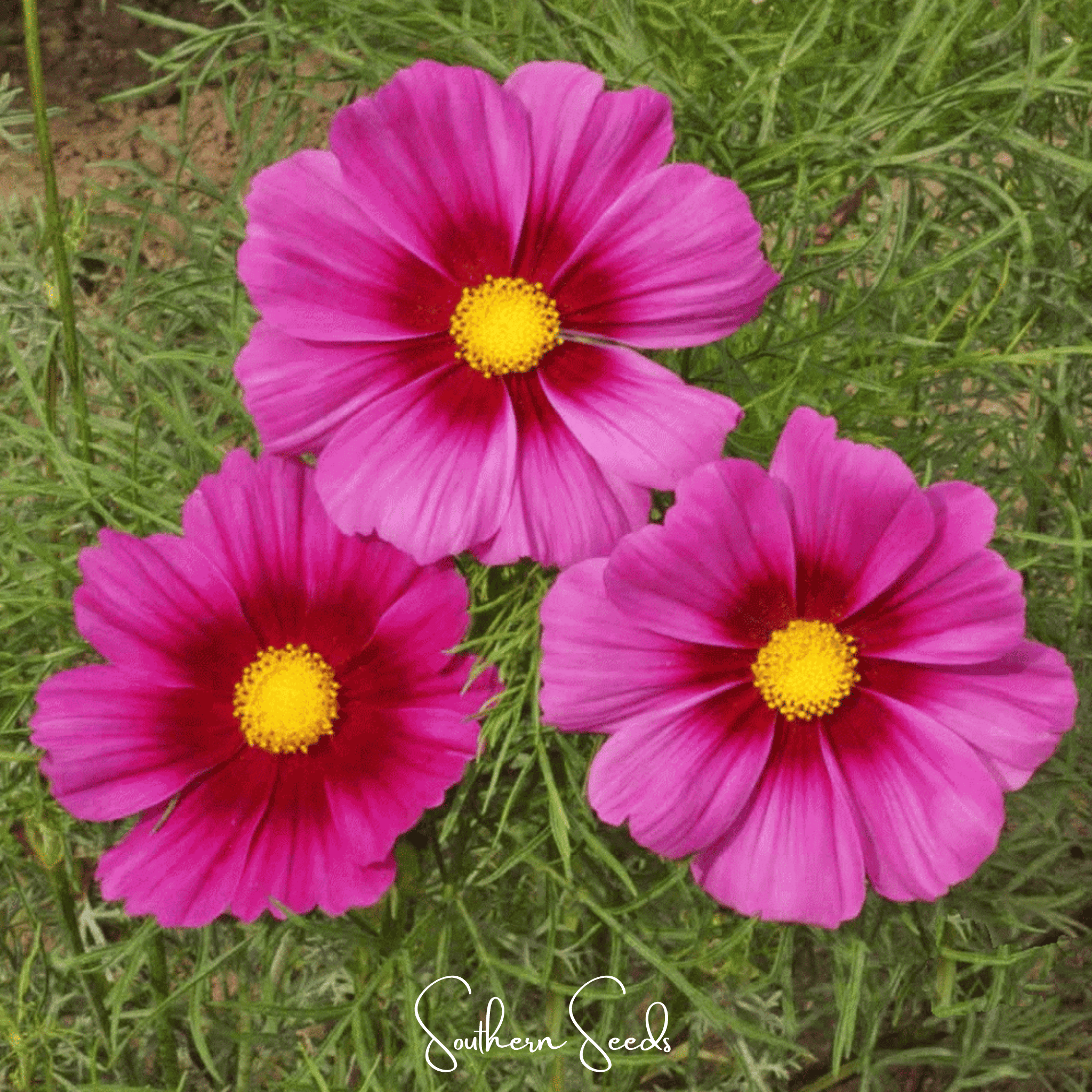 Radiance Cosmos – 100 Seeds Southern Seeds