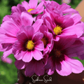 Radiance Cosmos – 100 Seeds Southern Seeds