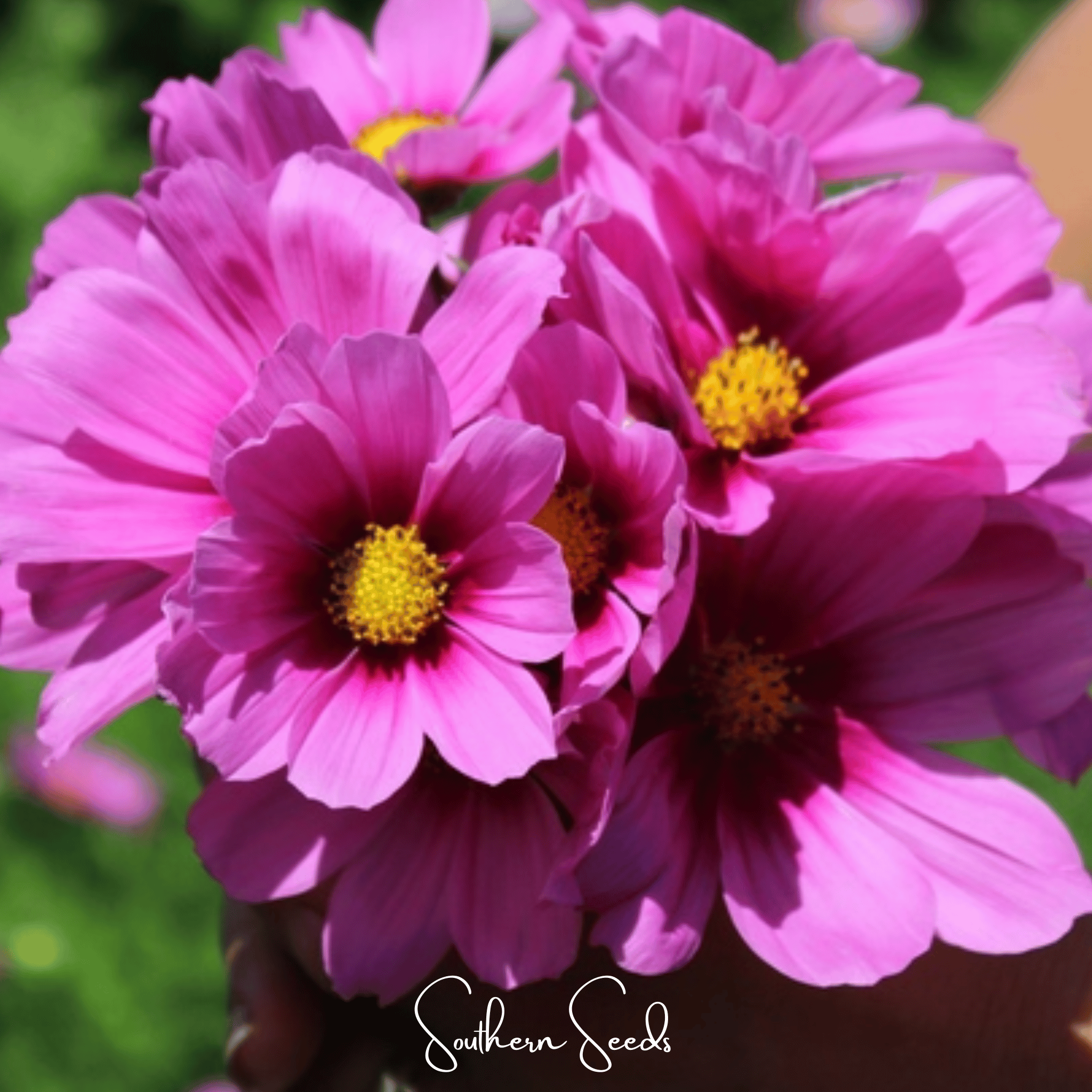 Radiance Cosmos – 100 Seeds Southern Seeds